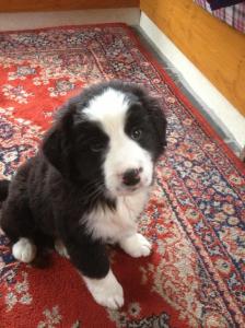 collie pup rescue dog