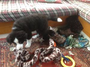 franklyn puppy with toy collection