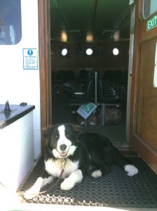 puppy leaving cape clear on ferry