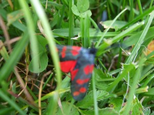 red and black moths, west cork