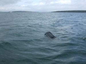 Shrimp pots, west cork