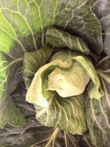 grow your own cabbage - it's delicious!
