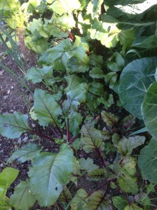beetroot ready to pick and pickle