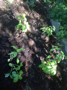 Home grown sweet basil