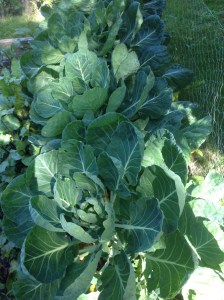 maturing sprout plants