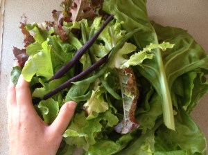 grow your own vegetables for cheaper meals