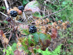 Autumn's tastiest fruit