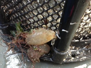 weird sea creatures ireland