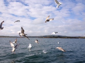 seagulls and fishing
