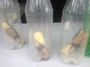 unusual foods Chiang mai