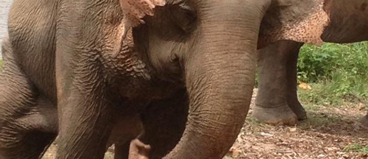 elephant conservation thailand