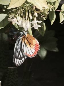 Cambodian butterflies