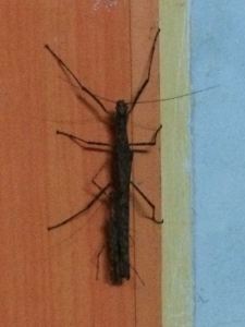 stick insect, cambodia