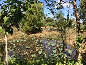 water lily pond cambodia