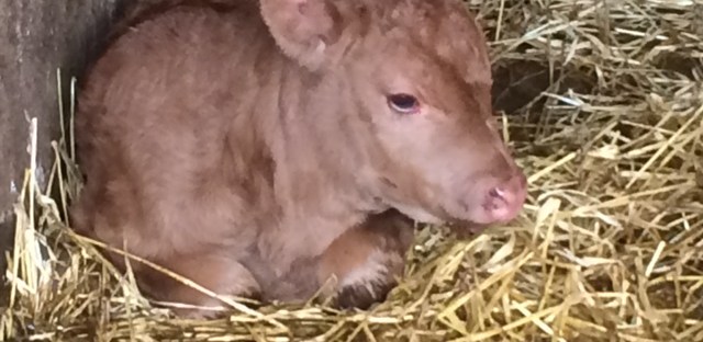 irish calf
