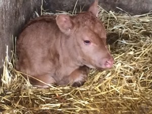 irish calf