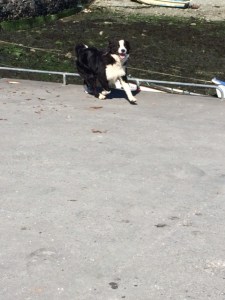 rural ireland animals