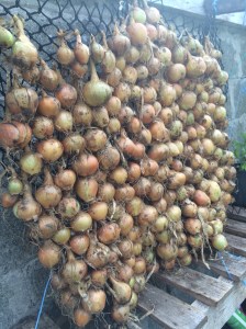 gardening in ireland