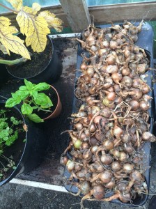 country garden ireland